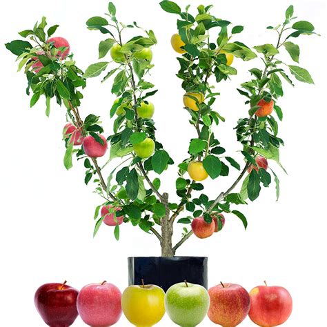 Fruit salad tree. Citrus trees with more than one fruit growing on them, often called fruit salad citrus trees, are a great choice for gardeners with big ambitions but little space. Most commercial fruit trees are actually the product of grafting or budding – while the rootstock comes from one variety of tree, the branches and fruit come from another. 