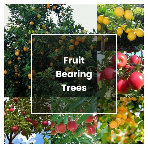 Fruit-Bearing Trees: A Guide to Growing and Harvesting Deliciousness