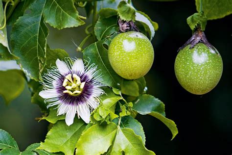 Fruiting passionfruit vine. Passion Fruit, Granadilla, Purple Granadilla, Yellow Passion Fruit Passion fruit is a vigorous, climbing vine that clings by tendrils to almost any support. 