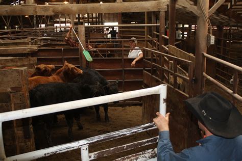  Missouri Stocker Formula (Daily) Missouri Weekly Cattle Auct