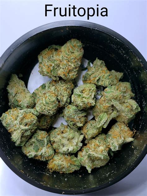 Fruitopia strain. Fruitopia x lurch by Thug Pug Genetics strain and weed information. Cannabis grow journals, strain reviews by home growers, harvests and trip reports. 