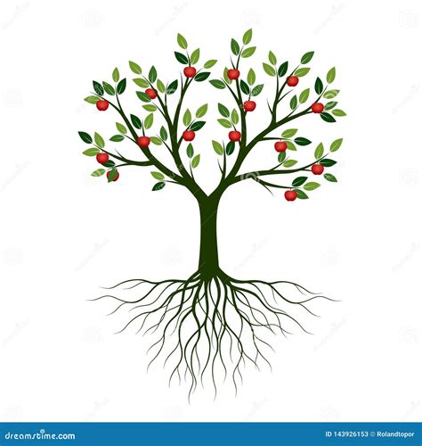 Fruits and roots. Find Fruit Tree Drawing With Roots stock images in HD and millions of other royalty-free stock photos, 3D objects, illustrations and vectors in the Shutterstock collection. Thousands of new, high-quality pictures added every day. 