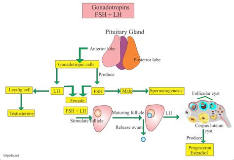 Puberty occurs as increased secretion of GnRH by the hypothalamus produces an increase in pituitary secretion of gonadotropins. Gonadotropin response, especially that of luteinizing hormone (LH), to exogenous GnRH is markedly enhanced after the onset of puberty. A pubertal response has been defined as an LH level after GnRH stimulation >8 IU/L. 2.. 