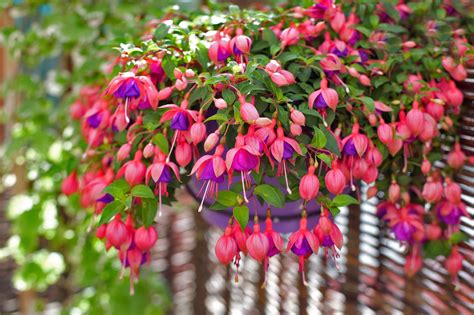 Fuchsia.