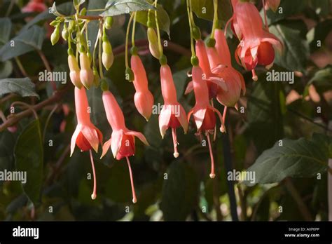 Fuchsia Sunray photo at Pictures of Plants stock image library