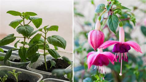 Fuchsia sticklingar 2023