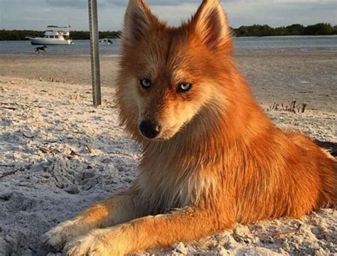 💦 Fuchsundhund Leaked +18