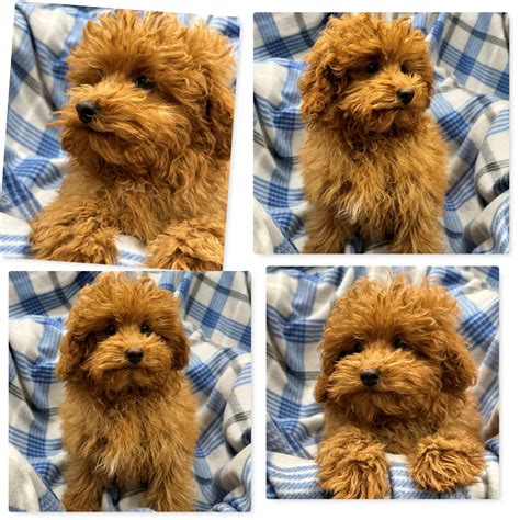 Fuehne Family Pets – Quality AKC Puppies in Illin