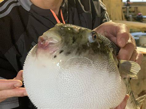 Fugu vs puffer fish.  Fugu is a Japanese pufferfish containing a potent ...