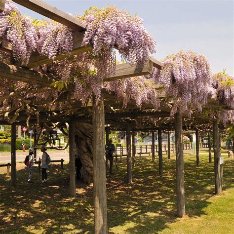 Fuji Flowers along Lake Toya - Tripadvisor