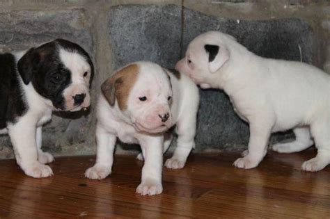 Full Blooded American Bulldog Puppies For Sale