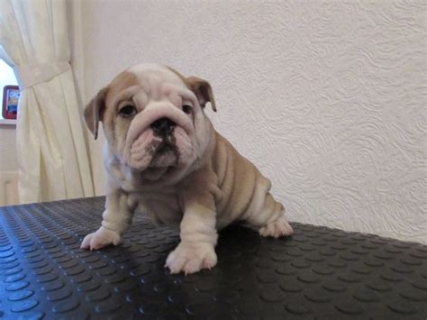 Full Blooded English Bulldog Puppies For Sale