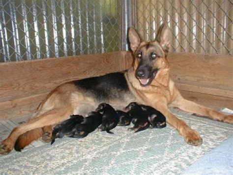 Full Blooded German Shepherd Puppies For Sale In Nc