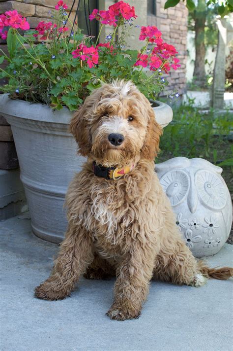 Full Grown Goldendoodle Puppies