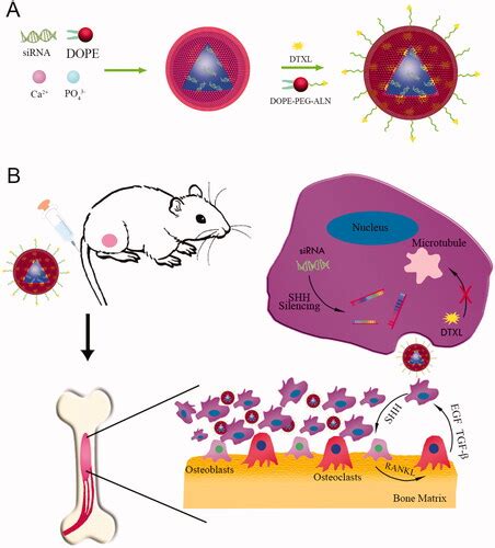 Full article: Bone-targeted nanoplatform enables efficient …