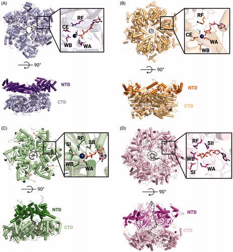 Full article: Mechanisms of hexameric helicases - Taylor & Francis