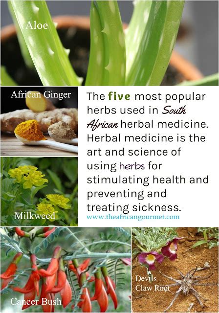 Full article: Traditional and indigenous uses of medicinal plants …