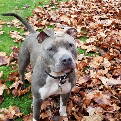 Full blood blue nose pitbull. The Blue Nose Pitbull size depends on the sex. A full-grown male can stand between 18 and 21 inches, and a female is between 17 and 20 inches. The weight also differs whether you have a male or … 