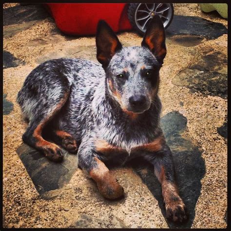 Full-blooded blue heeler puppies are available for purchase. They were born on March 6th, 2023 and there are three males available. The puppies have received their first shots at 6 weeks old and are now weaned and ready to go. They are currently located in Amity, Missouri and the asking price for each puppy is $220.. 