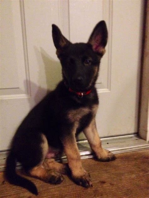 Full blooded german shepherd puppy. German Shepherds of the Ozarks is pleased to offer our AKC German shepherd puppies for sale in Missouri. Call us at (417)-312-0712 today to get started. 