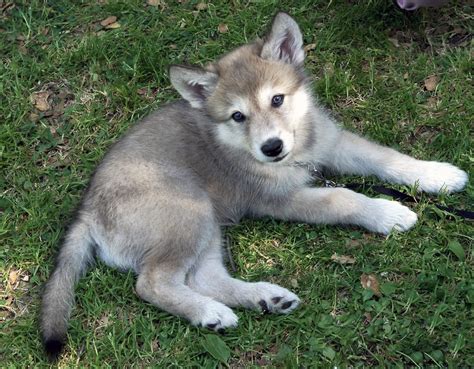 Full blooded wolf puppies for sale in nc. I have 4 males and 2 females will be 6 weeks old this Sunday ready for their Furr-ever homes. They are full blooded and mom is on site. Asking for adoption fee. Contact me at or my husband Roger at... 