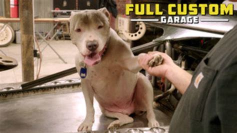 Full custom garage dog. Things To Know About Full custom garage dog. 
