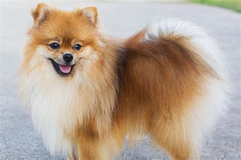Full grown aussie pom. Showing 1 to 16 of 16 entries The Appearance of Aussie Poms Aussiepom dogs typically look like small Shepherds with fox-like, Pomeranian facial features. Generally, the breed is small- medium-sized. The average weight is 10 to 30 pounds and the average height is 12 to 17 inches tall. 