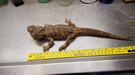 Full-grown healthy adults can reach 18-22 inches (45-56 cm) from the tip of the nose to the end of the tail. There are a wide variety of color and skin texture mutations being commonly bred, so there are many options for the right bearded dragon that suits your fancy. Color variations can range from tan to dark brown or bright orange. . 