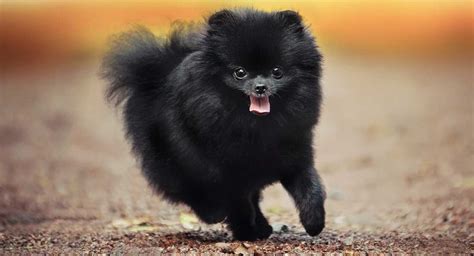 Full grown black pomeranian. Things To Know About Full grown black pomeranian. 