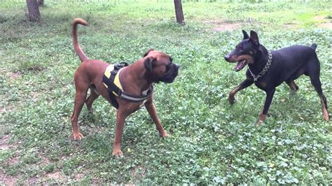 A male Doberman Rottweiler mix usually reaches 25 to 27 inches (65-69cm) of height and weighs around 90-120 pounds (41-54kg). Female Doberman Rottweiler mixes usually reach 23 to 26 inches (58-66cm) of height and weigh around 70-100 pounds (32-45kg). Your Rotterman may be a couple of inches and/or pounds below or above that.. 