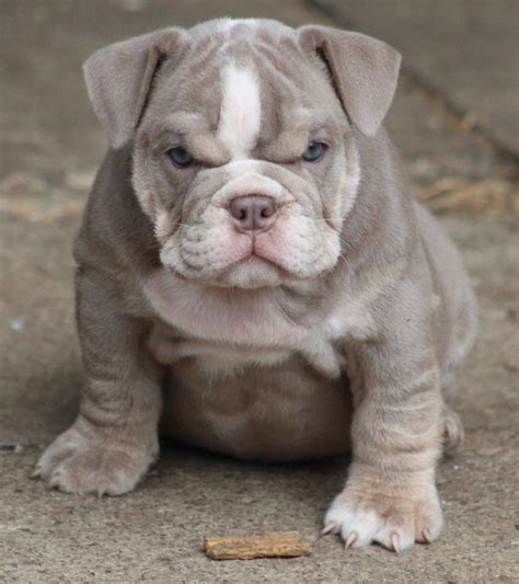 Merle English Bulldogs for Sale. £2,000. English Bulldog Age: 7 weeks 2 male / 4 female. Amazing full pedigree Merle English Bulldogs from a very strong bloodline. All the puppies are healthy, with beautiful colour and great ropes. On collection the puppies will be KC registered, up to da. Anthony D.. 