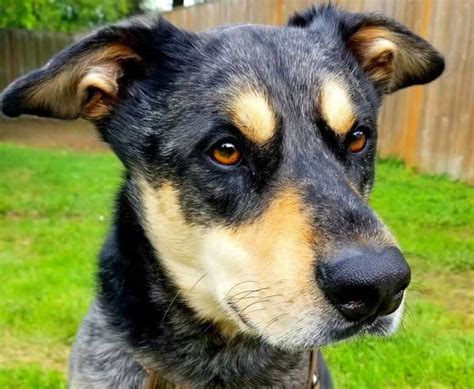 The Australian Cattle Dog Shepherd Dog Mix has an approximate lifespan ranging between 11 to 14 years. Generally, this breed mix is a healthy breed being a crossbreed of two strong and healthy dogs. However, this breed is still susceptible to health conditions that they may inherit from their German shepherd parents.. 
