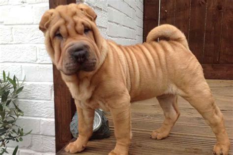 Full grown miniature shar pei. The Shar Pei is a curious fusion of unusual physical characteristics. As if the broad "hippopotamus" head, small sunken eyes, blue-black tongue, and scowling expression weren't unique enough, this dog's sandpaper-like skin covers him in folds that fit like a bulky coat. 