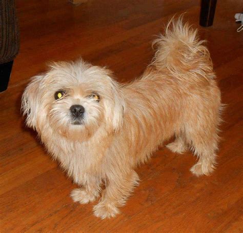 Full grown morkie dog. The Morkie is a mixed breed dog–a cross between the Maltese and the Yorkshire Terrier dog breeds. Small, energetic, and super silly, these pups inherited some of the best qualities from both... 