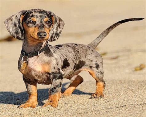 What is the typical price of Dachshund puppies in Memphis, TN? Prices may vary based on the breeder and individual puppy for sale in Memphis, TN. On Good Dog, Dachshund puppies in Memphis, TN range in price from $1,500 to $2,500. We recommend speaking directly with your breeder to get a better idea of their price range.. 