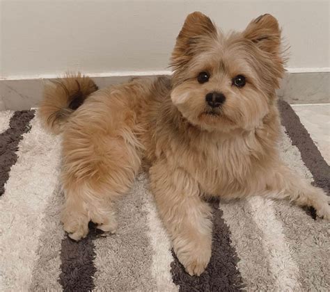 The Yorkie-Pom is a 50/50 mix of a pureb
