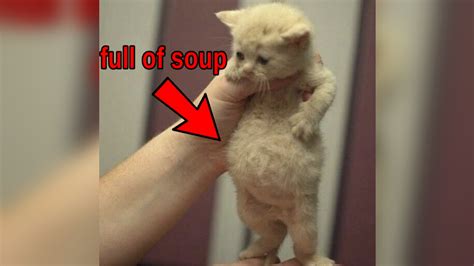Full of soup. Full of Soup Cat Uploaded by Autumn Able Full of Soup Cat Uploaded by Meemee man + Add a Comment. Comments (0) There are no comments currently available. Display Comments. Add a Comment + Add an Image. Image Details. 5,455 views (16 from today) Uploaded Mar 17, 2022 at 02:08PM EDT. Origin Entry . 