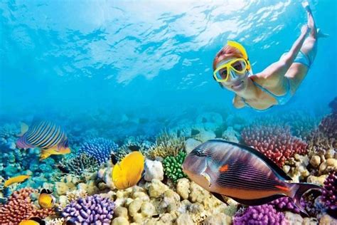 Full-Day Key West Tour and Coral Reef Snorkeling with Open Bar - Viator