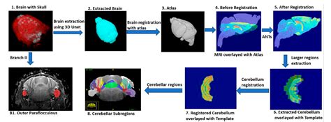 Fully automated quantification of morphological features of …