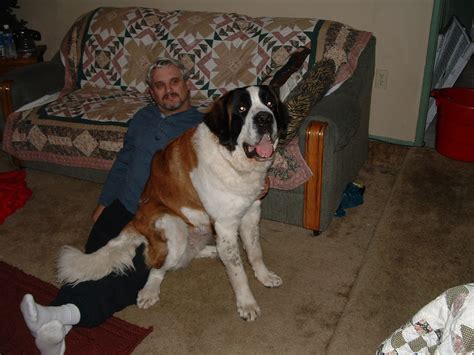 Fully grown st bernard. A full-grown Saint Bernard generally weighs between 120 to 260 pounds (54 to 117 kg). Males are larger, weighing 140 to 180 pounds (63 to 81 kg), while females weigh between 120 and 140 pounds (54 to 63 kg). The heaviest St. Bernard on record weighed in at 315 pounds (143 kg). 