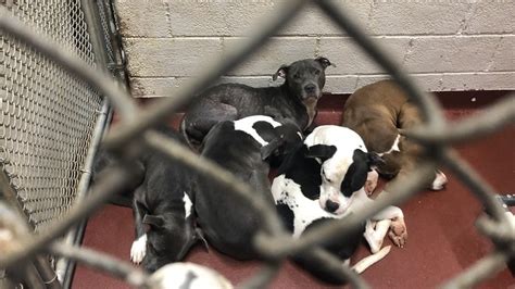 Fulton co ga animal shelter. ATLANTA, Ga. (Atlanta News First) - Animal lovers rejoice. A brand new, 50,000-square-foot animal shelter is just weeks away from opening in northwest Atlanta. 