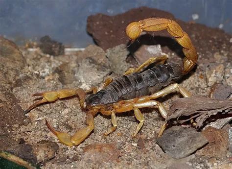 Fun Androctonus Scorpion Facts For Kids Kidadl