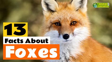 Fun Arabian Red Fox Facts For Kids Kidadl