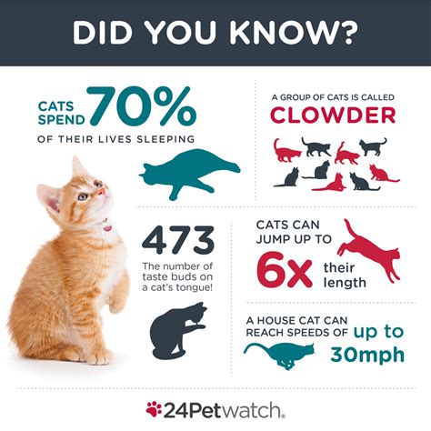 Fun Cat Facts - Viagen Pets