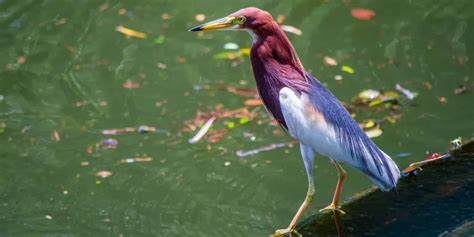 Fun Chinese Pond Heron Facts For Kids Kidadl