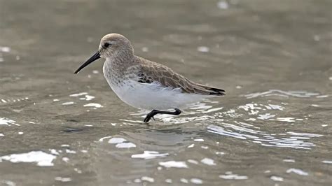 Fun Dunlin Facts For Kids Kidadl