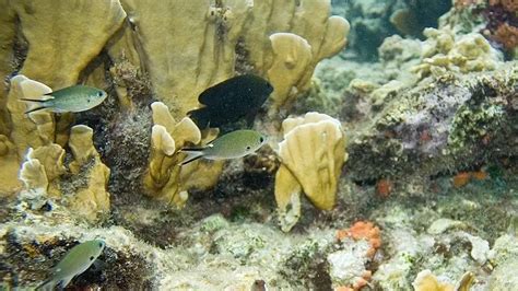 Fun Dusky Damselfish Facts For Kids Kidadl