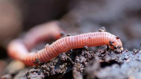 Fun Earthworms Facts For Kids Kidadl