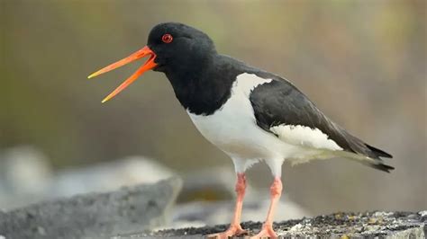 Fun Eurasian Oystercatchers Facts For Kids Kidadl