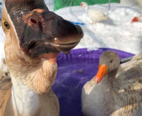 Fun Facts About Geese - The Open Sanctuary Project